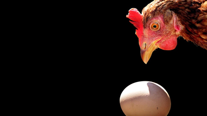 Chicken and Egg